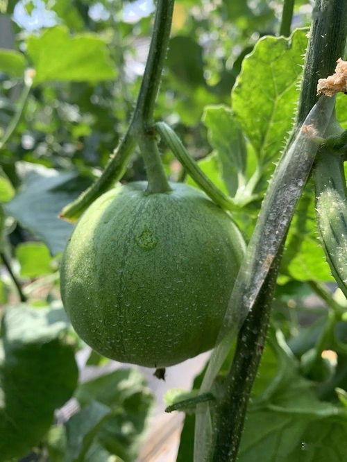 娱乐圈吃瓜模板制作  第2张