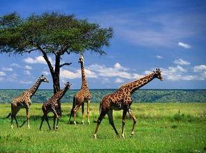 娱乐吃瓜君长颈鹿,娱乐吃瓜君的趣味解读  第2张