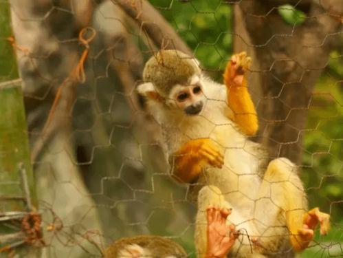 娱乐吃瓜君长颈鹿,娱乐吃瓜君的趣味解读  第3张