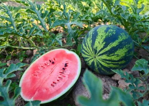 吃瓜集锦,盘点娱乐圈那些让人捧腹大笑的瞬间  第2张